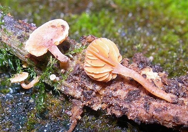 Galerina subexcentrica  spec.nov.